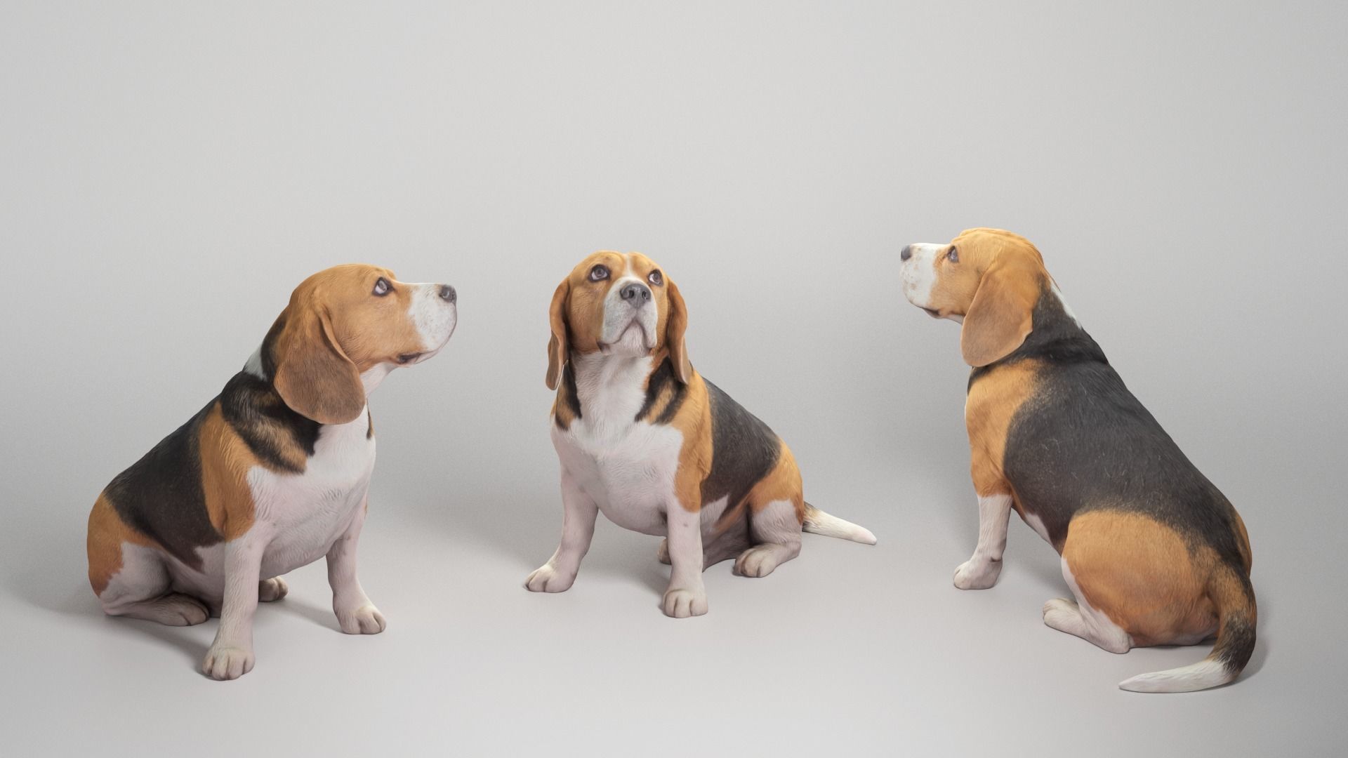 Beagle dog 18 Low-poly 3D model_2