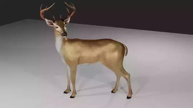 Deer realistic