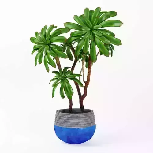 Leafy Potted Plant