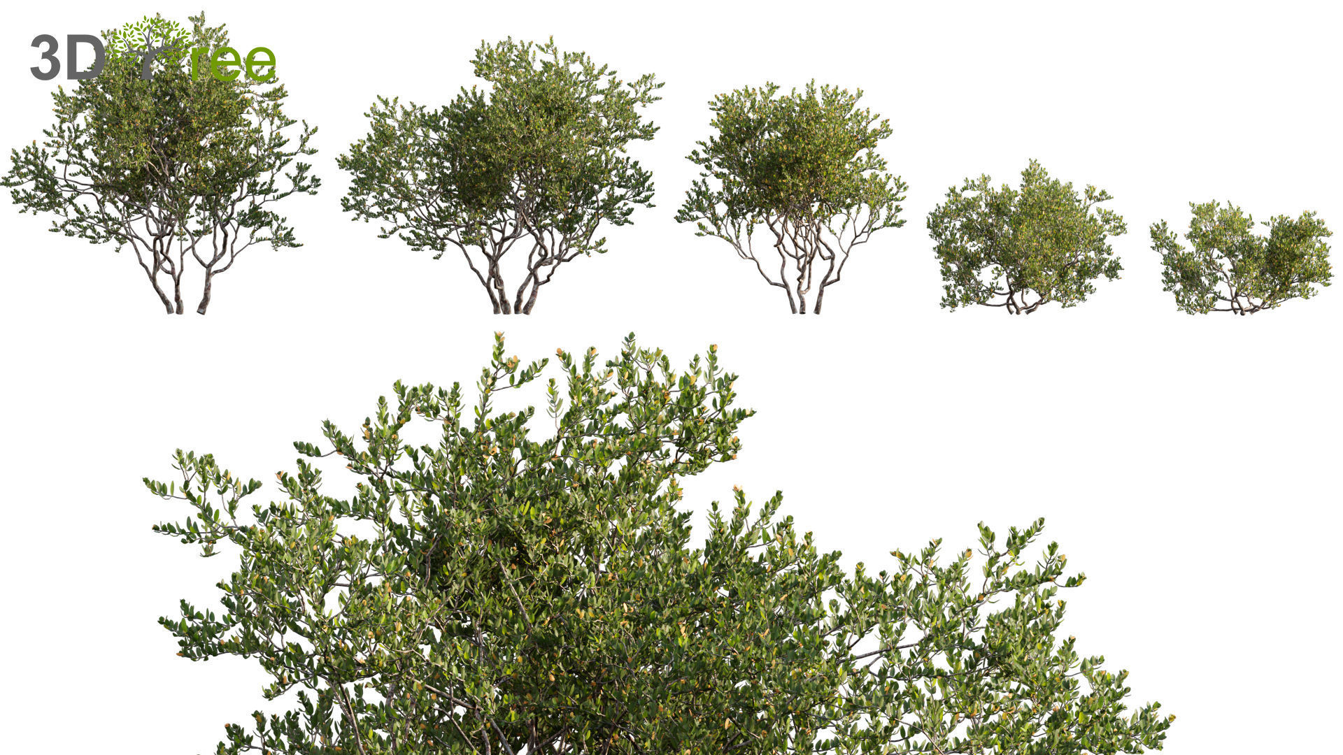 Japanese garden - Bundle 06 3D model_5