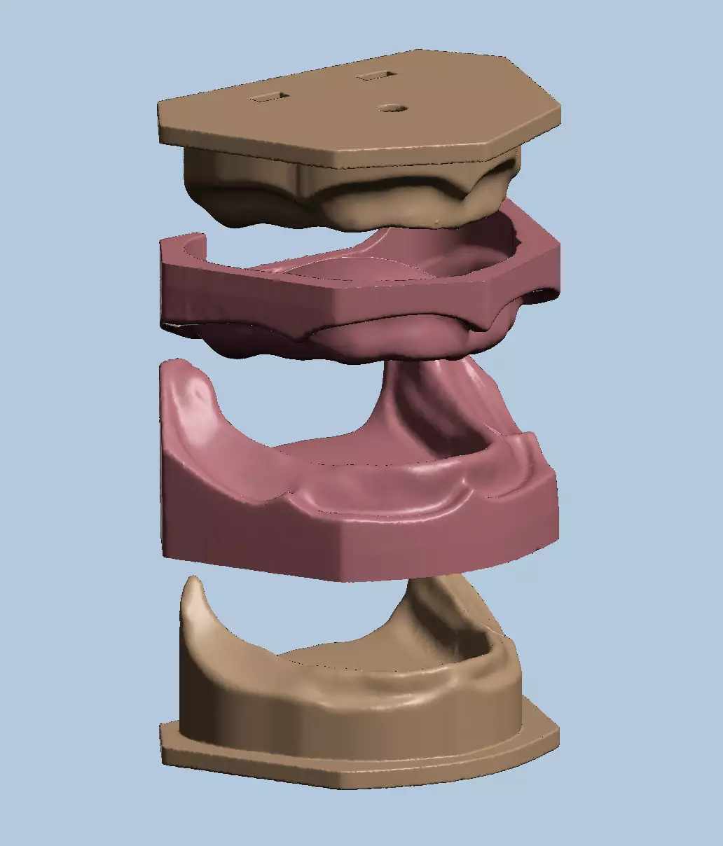 Dental edentulous model separate gum and bone 3D print model_0