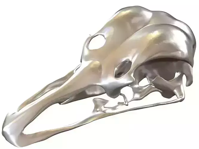 Cranium Charm Ostrich