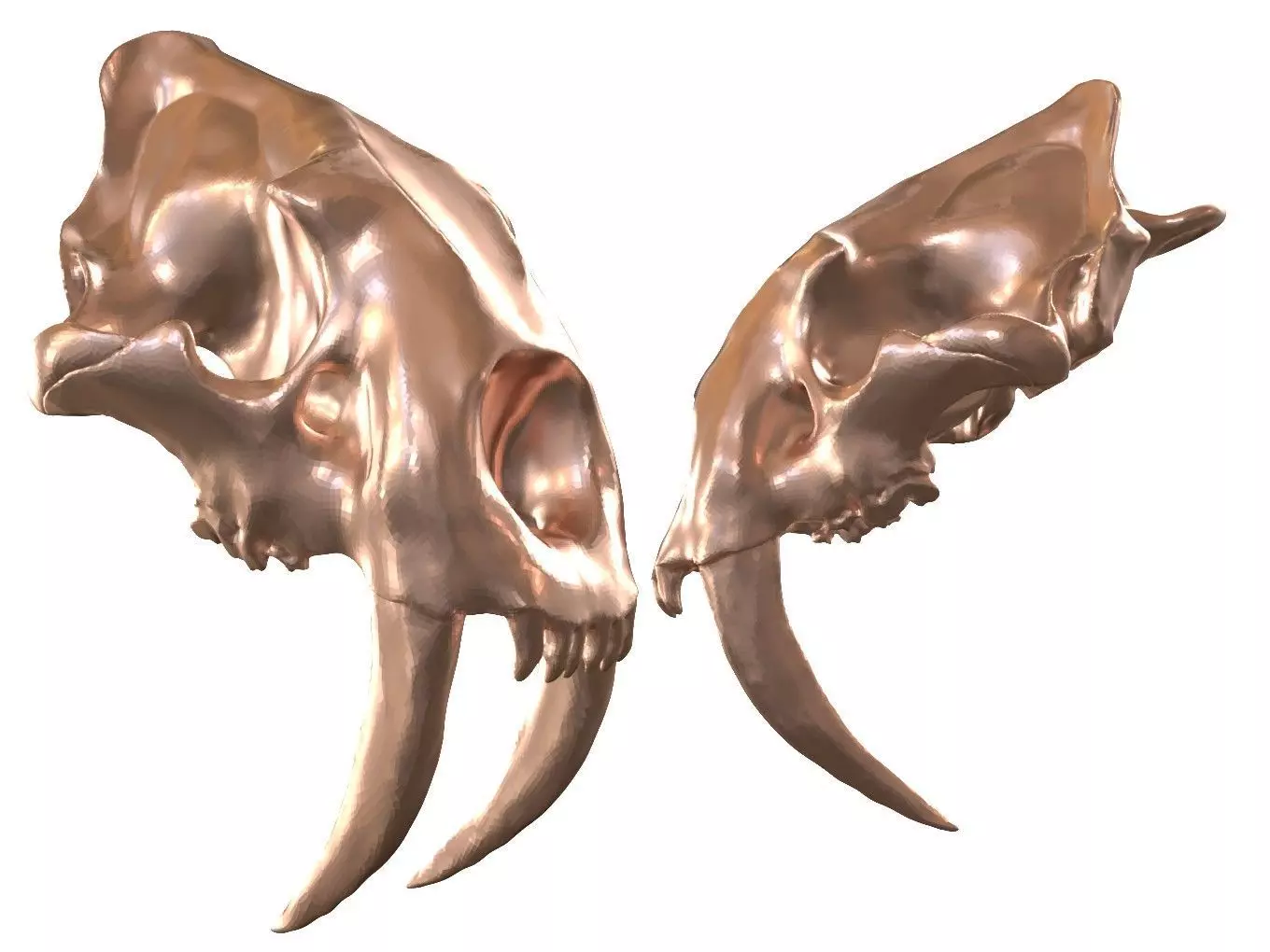 Cranium Charm Sabertooth Bronze 3D print model