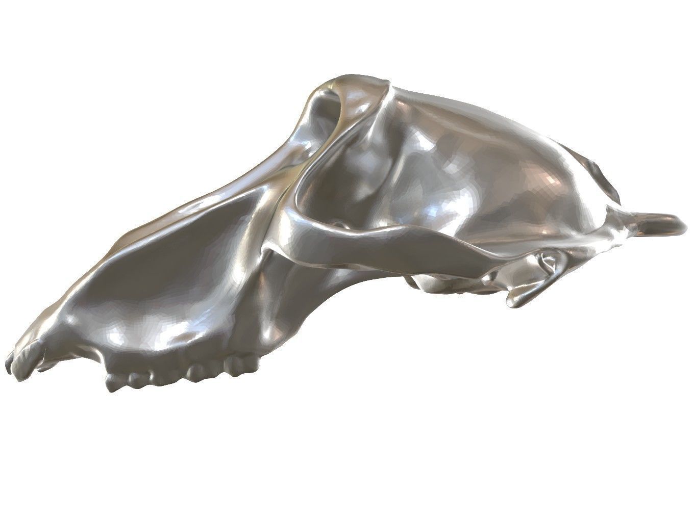 Cranium Charm Baboon Silver 3D print model_3
