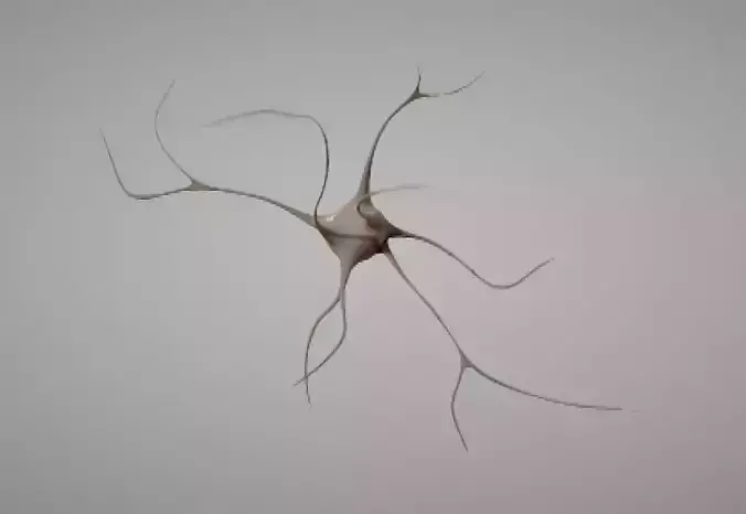 Nerve Neuron cells 3D model