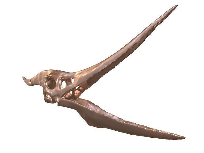 Cranium Charm Pteranodon Bronze 3D print model