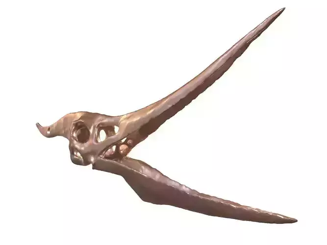 Cranium Charm Pteranodon Bronze 3D print model