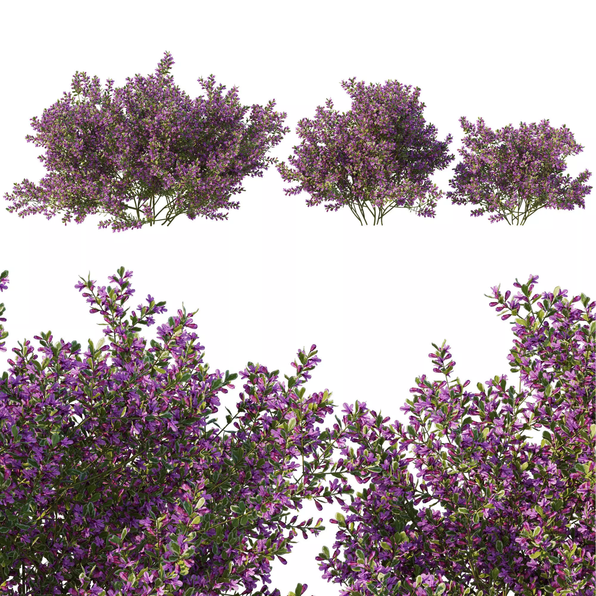 Prostanthera ovalifolia variegata02 3D model_0