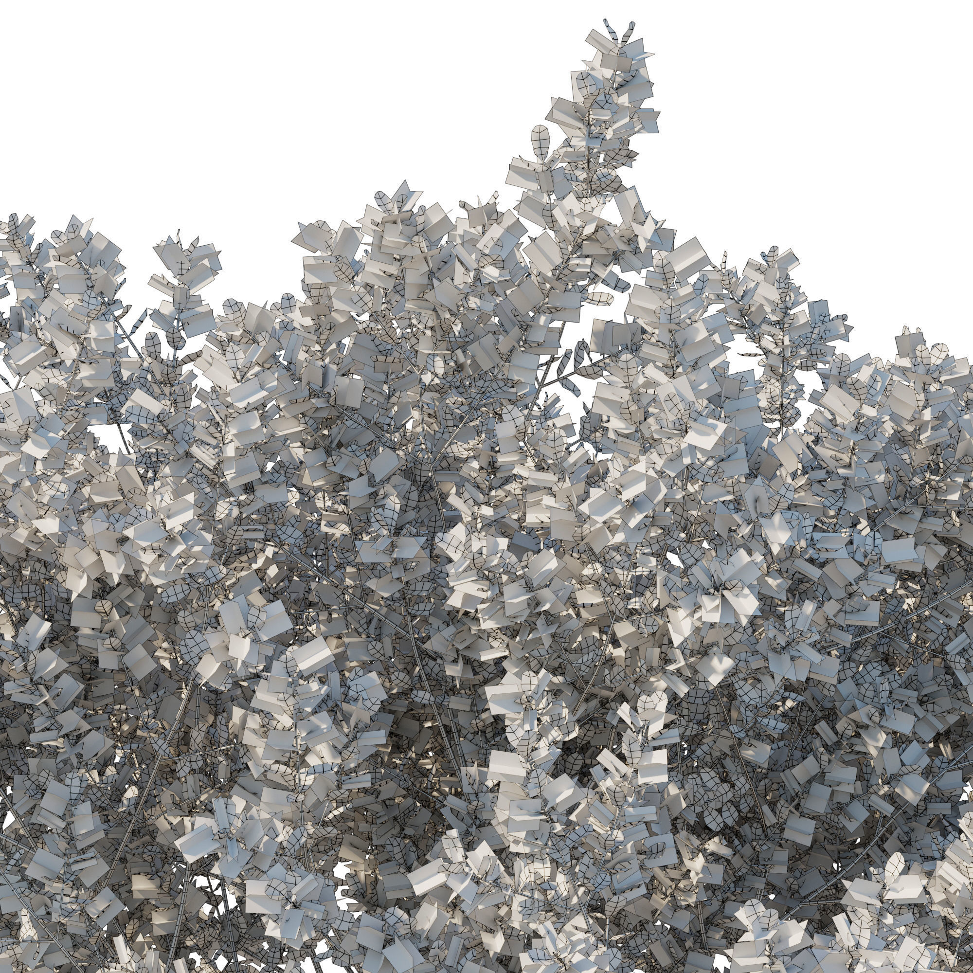 Prostanthera ovalifolia variegata02 3D model_2