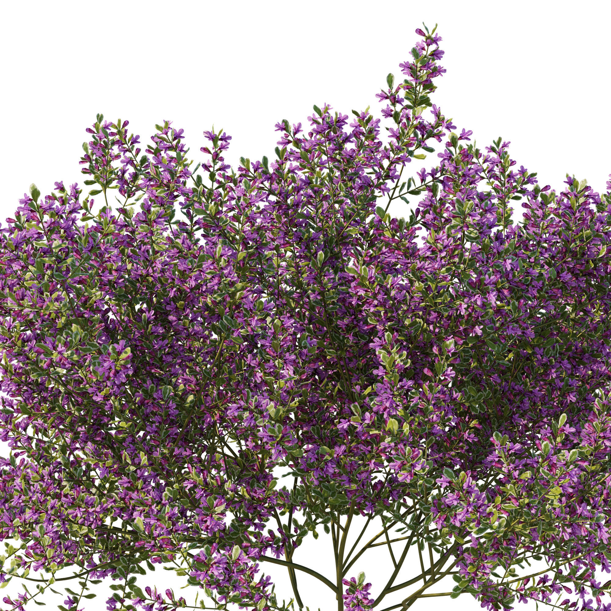 Prostanthera ovalifolia variegata02 3D model_1