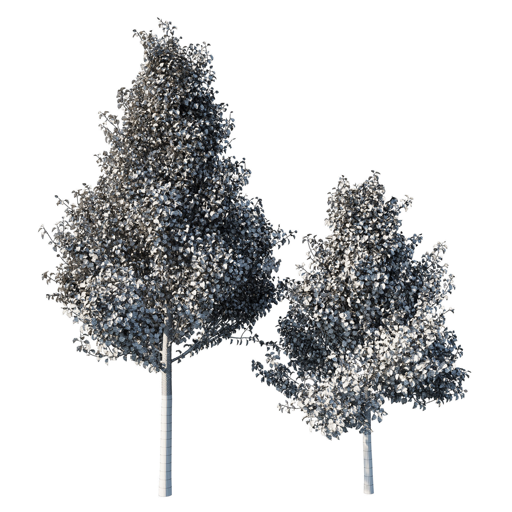Pyrus Calleryana Chanticleer 3D model_2