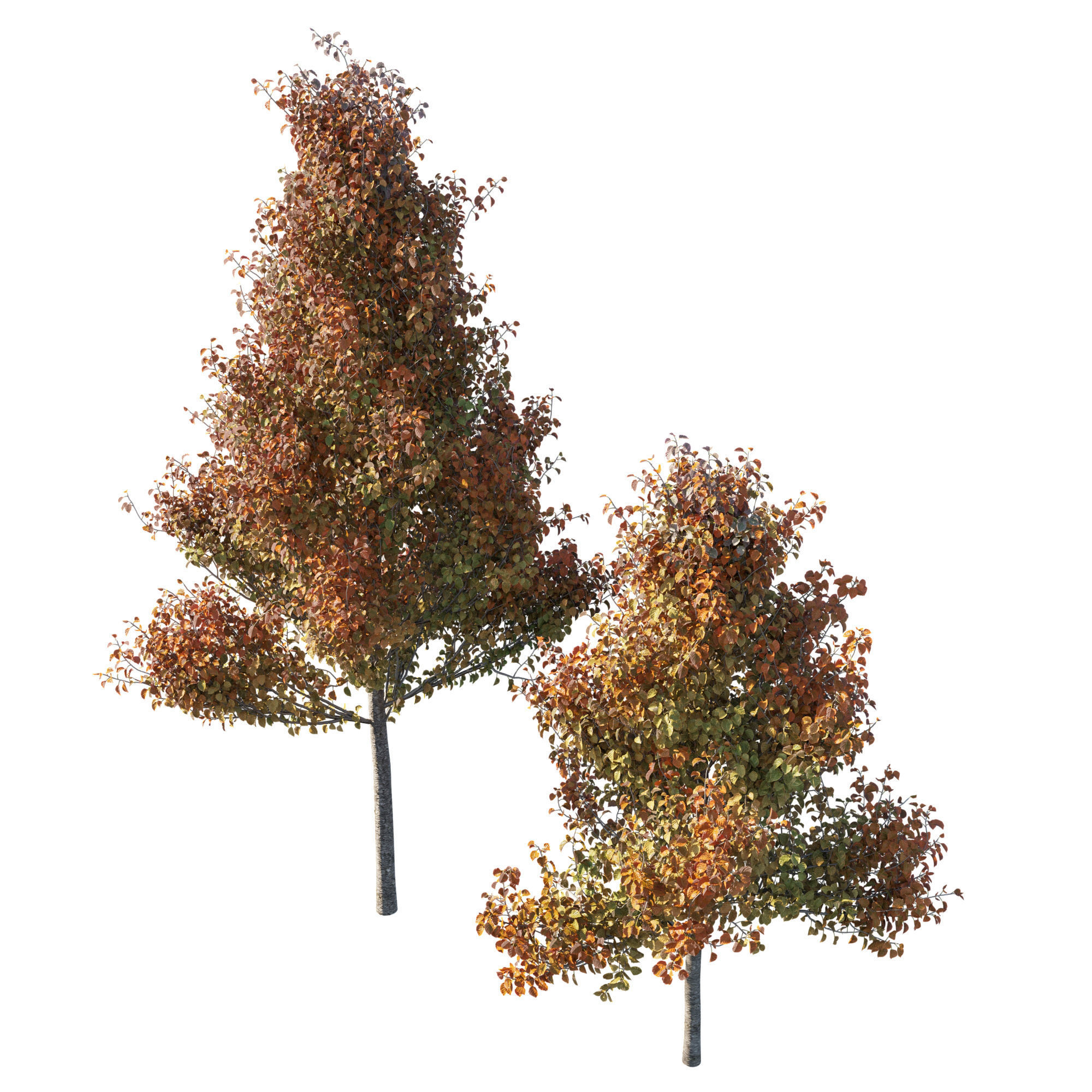 Pyrus Calleryana Chanticleer 3D model_1