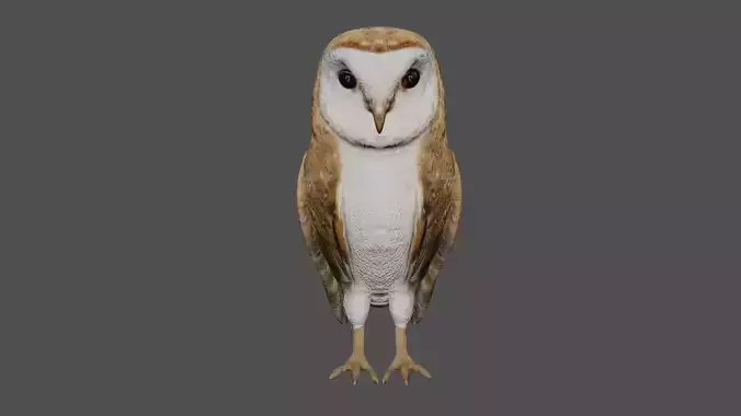 Barn owl