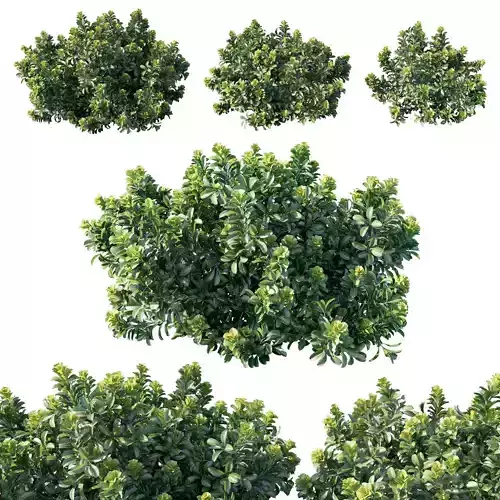 Rhaphiolepis oriental pearl