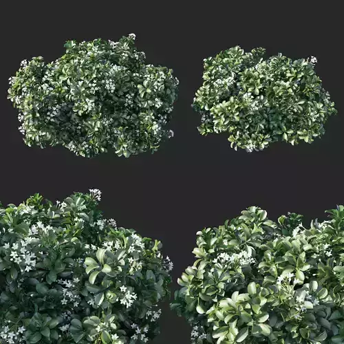 Rhaphiolepis Oriental Pearl 02