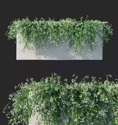 Trachelospermum Jasminoides