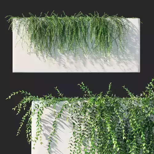 Tarlmounia Elliptica 3D model