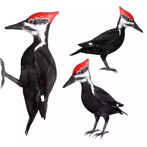 Woodpecker Low-poly 3D model