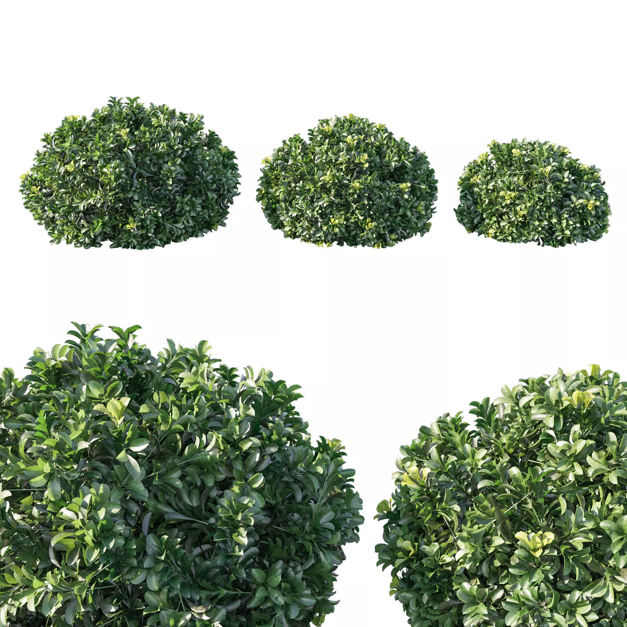 Rhaphiolepis Oriental 03 3D model_0