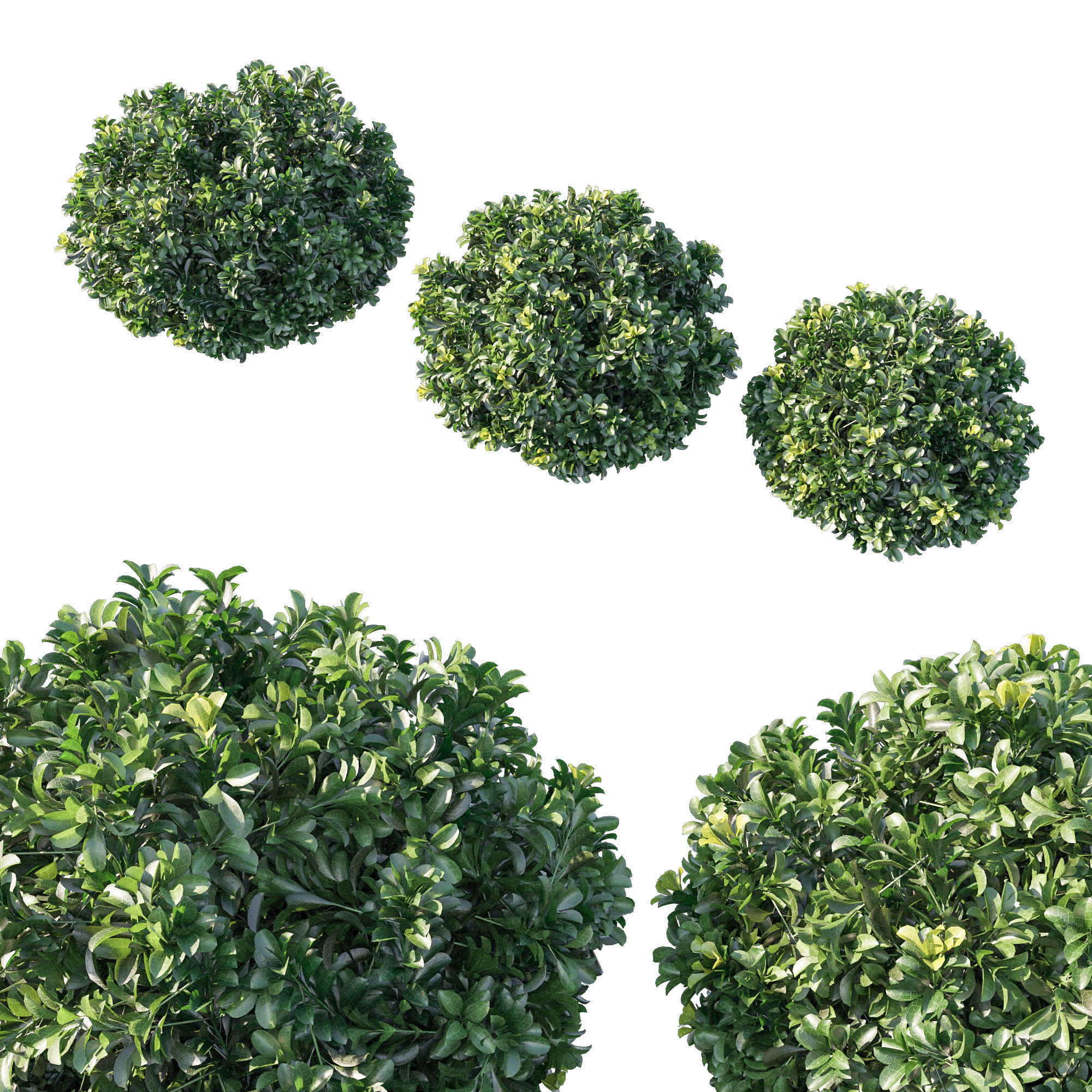 Rhaphiolepis Oriental 03 3D model_1