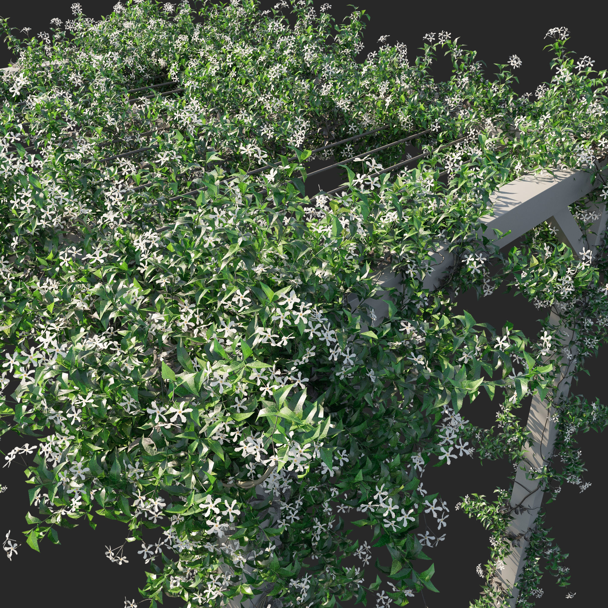 Trachelospermum Jasminoides 02 3D model_1