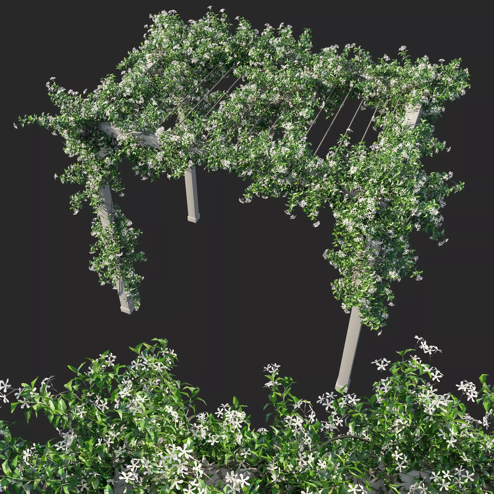 Trachelospermum Jasminoides 02 3D model_0
