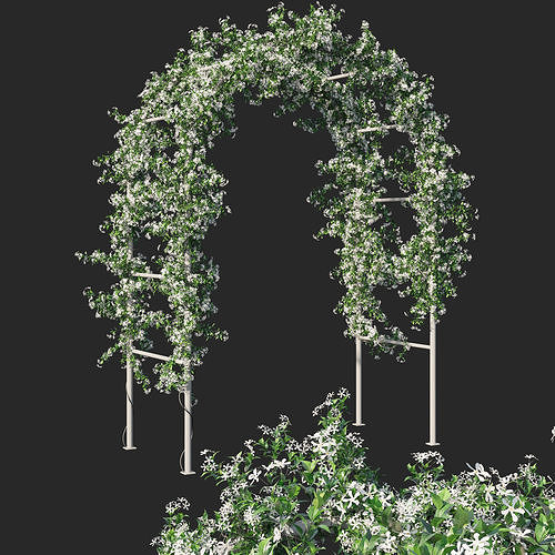 Trachelospermum Jasminoides 03 3D model