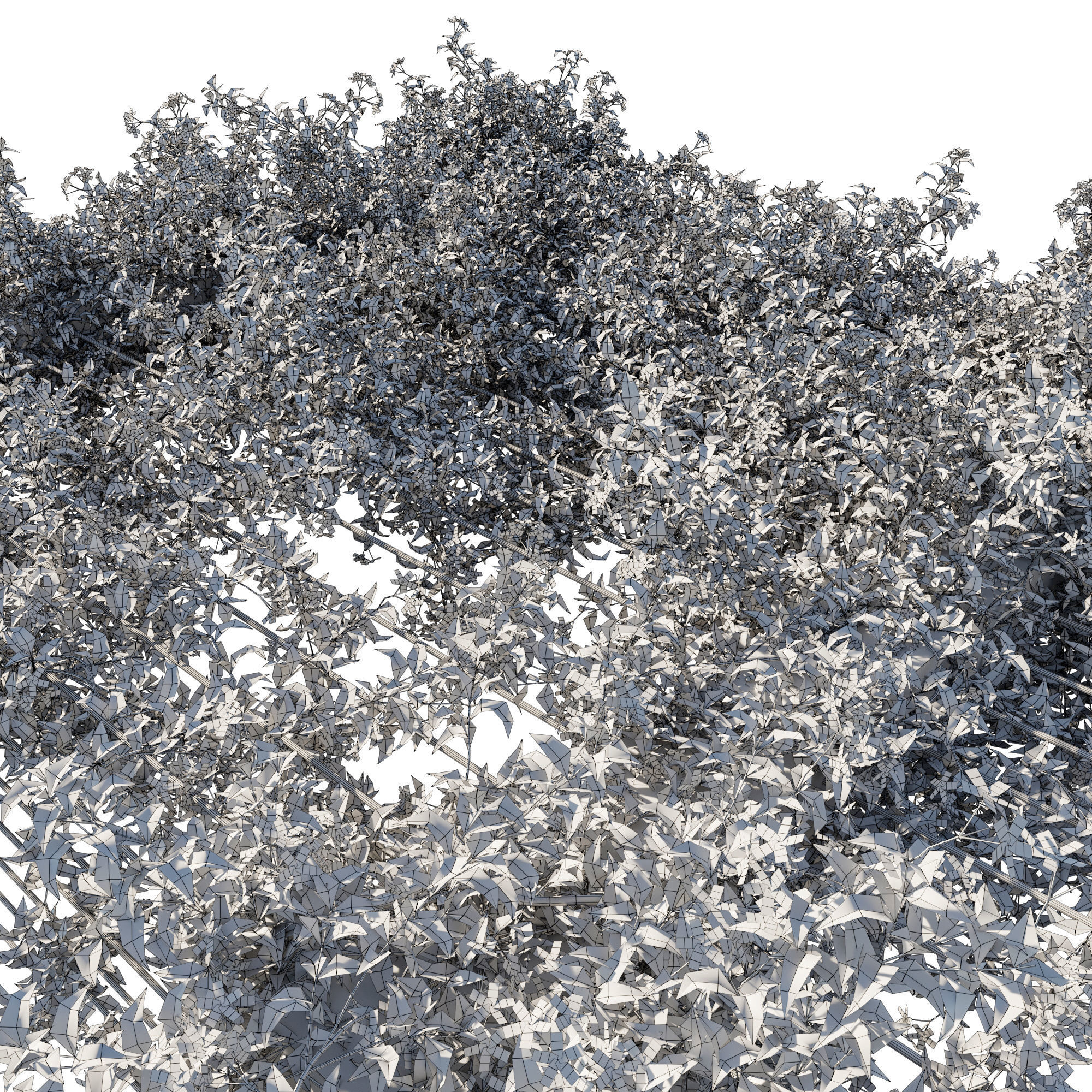 Trachelospermum Jasminoides 04 3D model_2