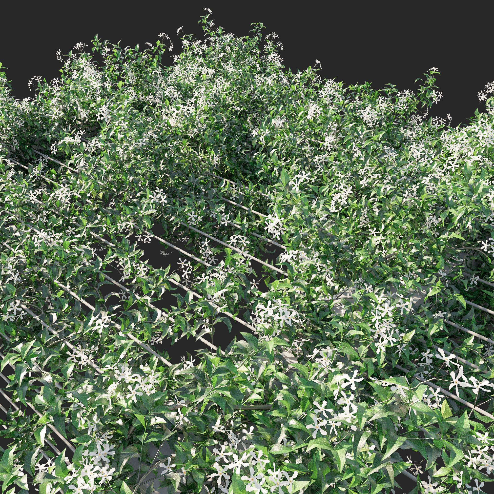 Trachelospermum Jasminoides 04 3D model_1