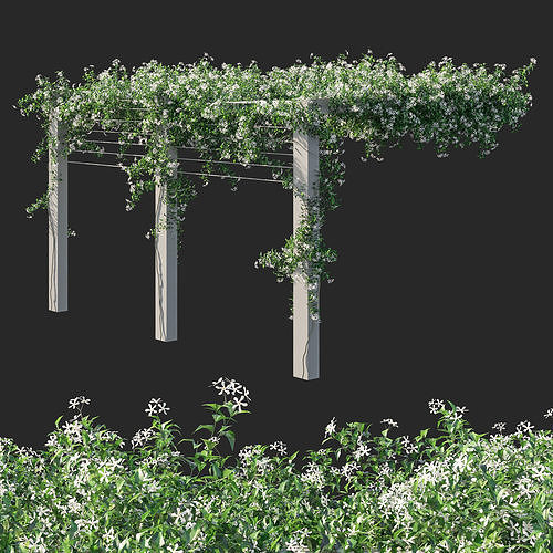 Trachelospermum Jasminoides 04 3D model