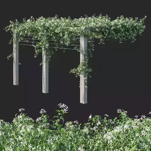 Trachelospermum Jasminoides 04 3D model