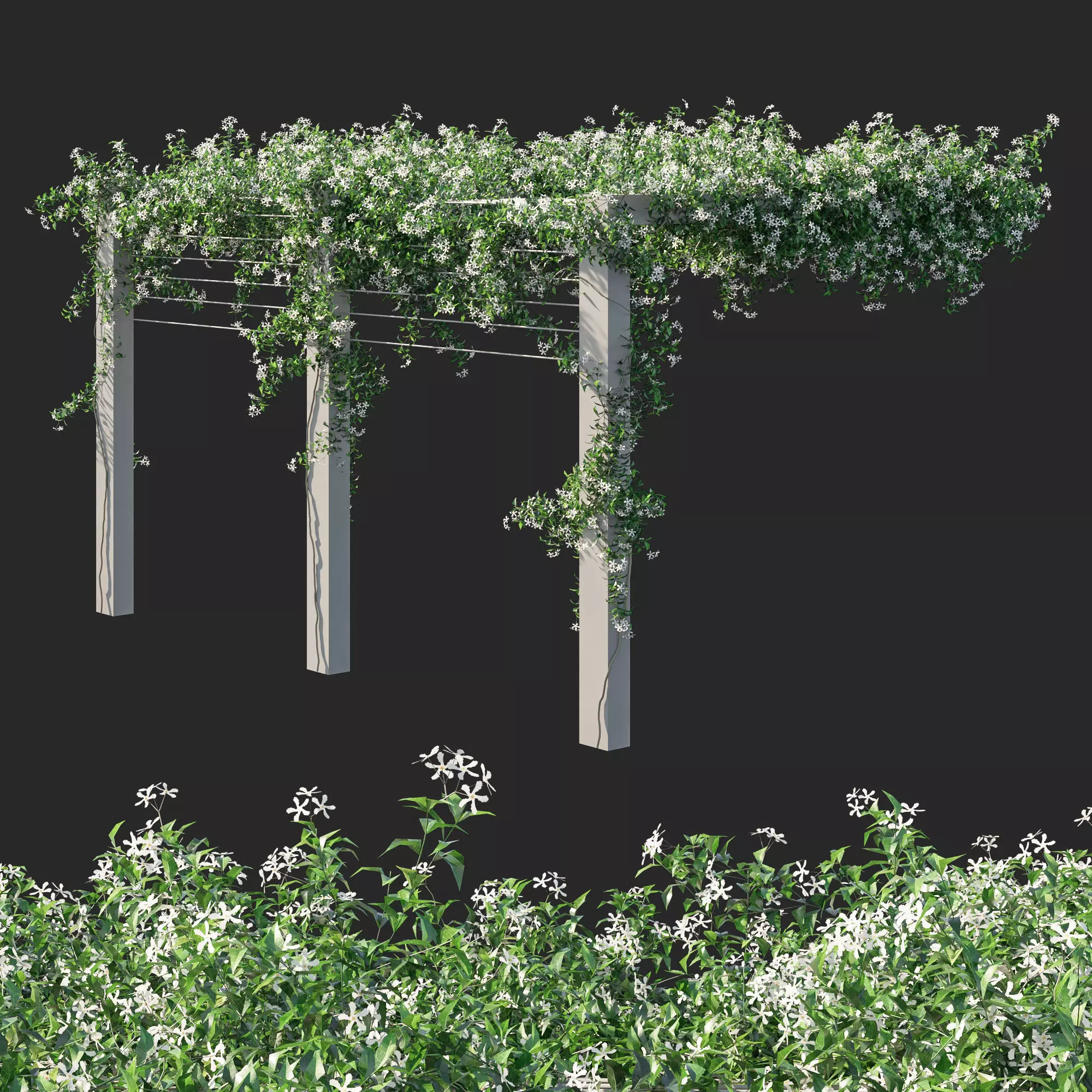 Trachelospermum Jasminoides 04 3D model_0