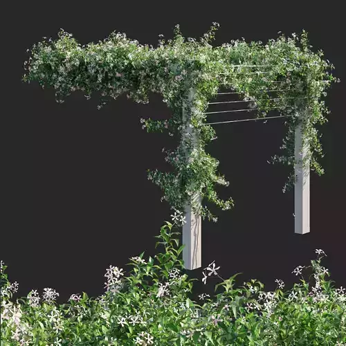 Trachelospermum Jasminoides Pink