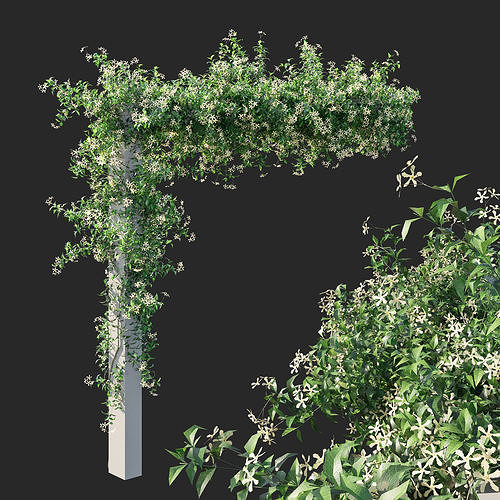 Trachelospermum Star Of Toscane star Jasmine 3D model