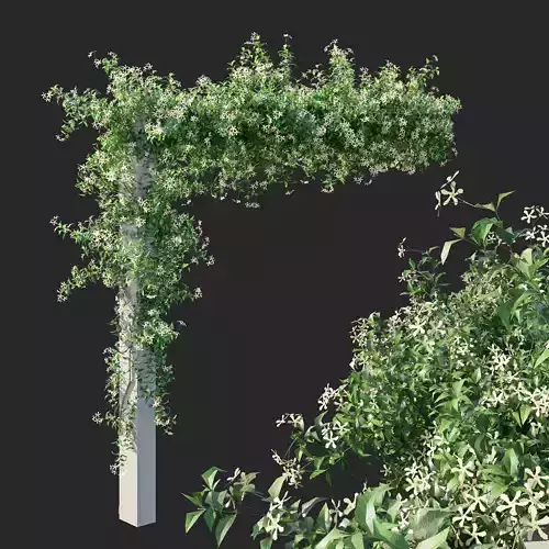 Trachelospermum Star Of Toscane star Jasmine 3D model