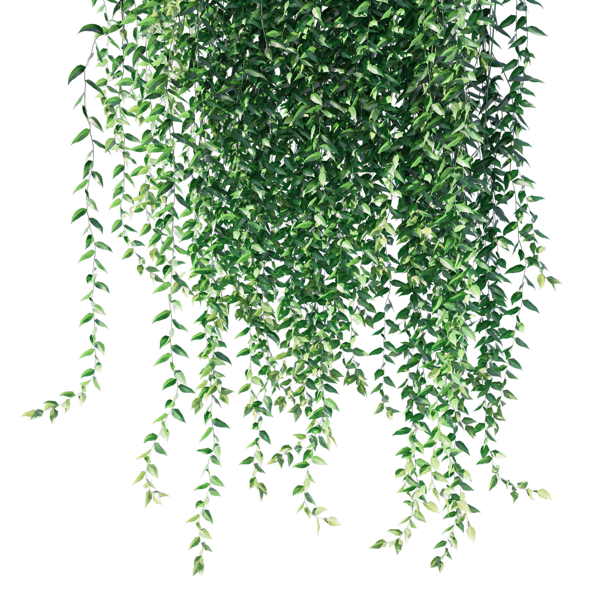 Vernonia Elliptica Curtain Creeper 3D model_1