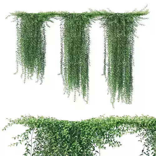 Vernonia Elliptica Curtain Creeper 3D model