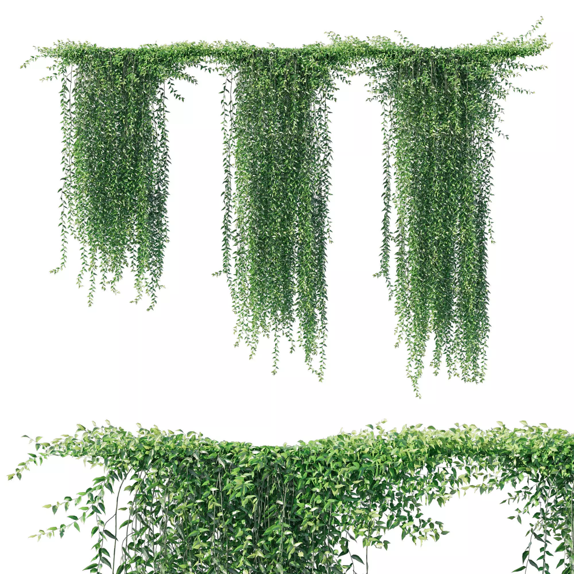 Vernonia Elliptica Curtain Creeper 3D model_0