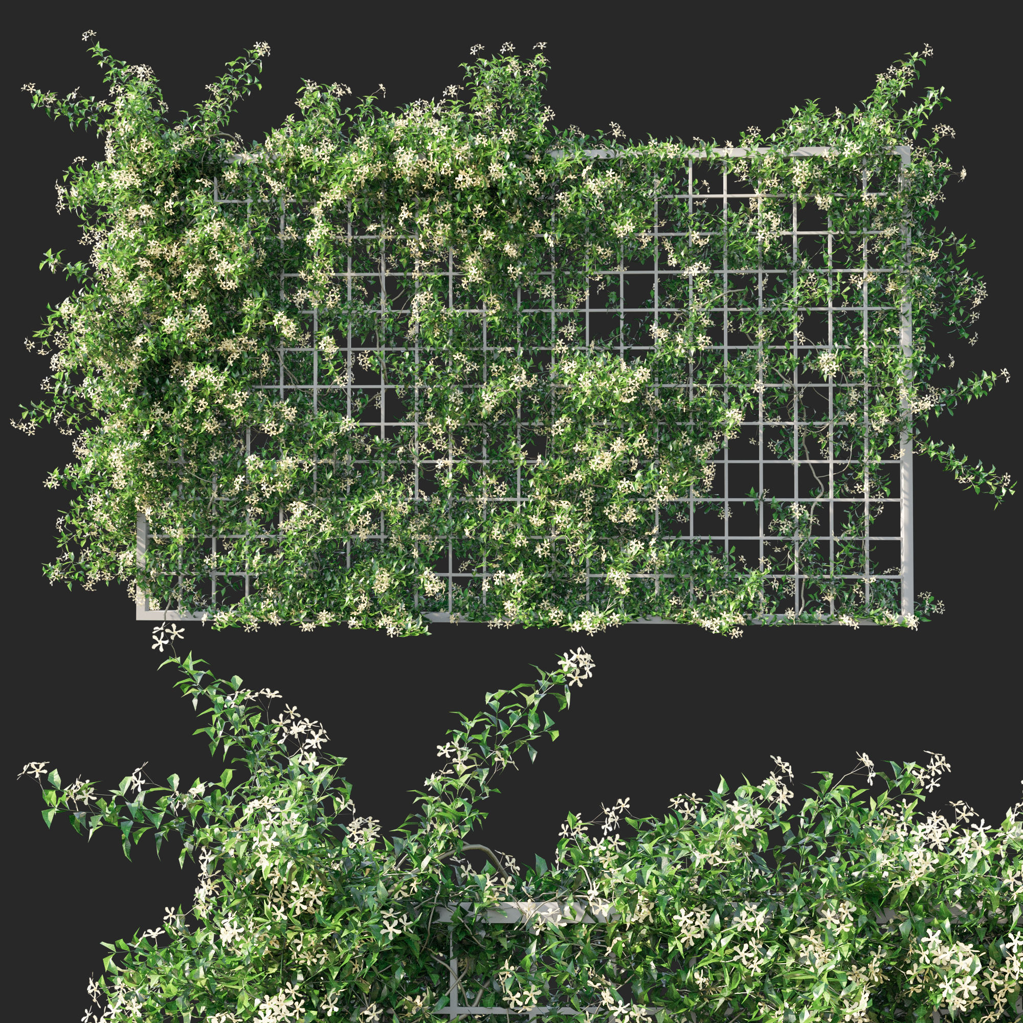 Trachelospermum Star Of Toscane Star Jasmine 02 3D model_1