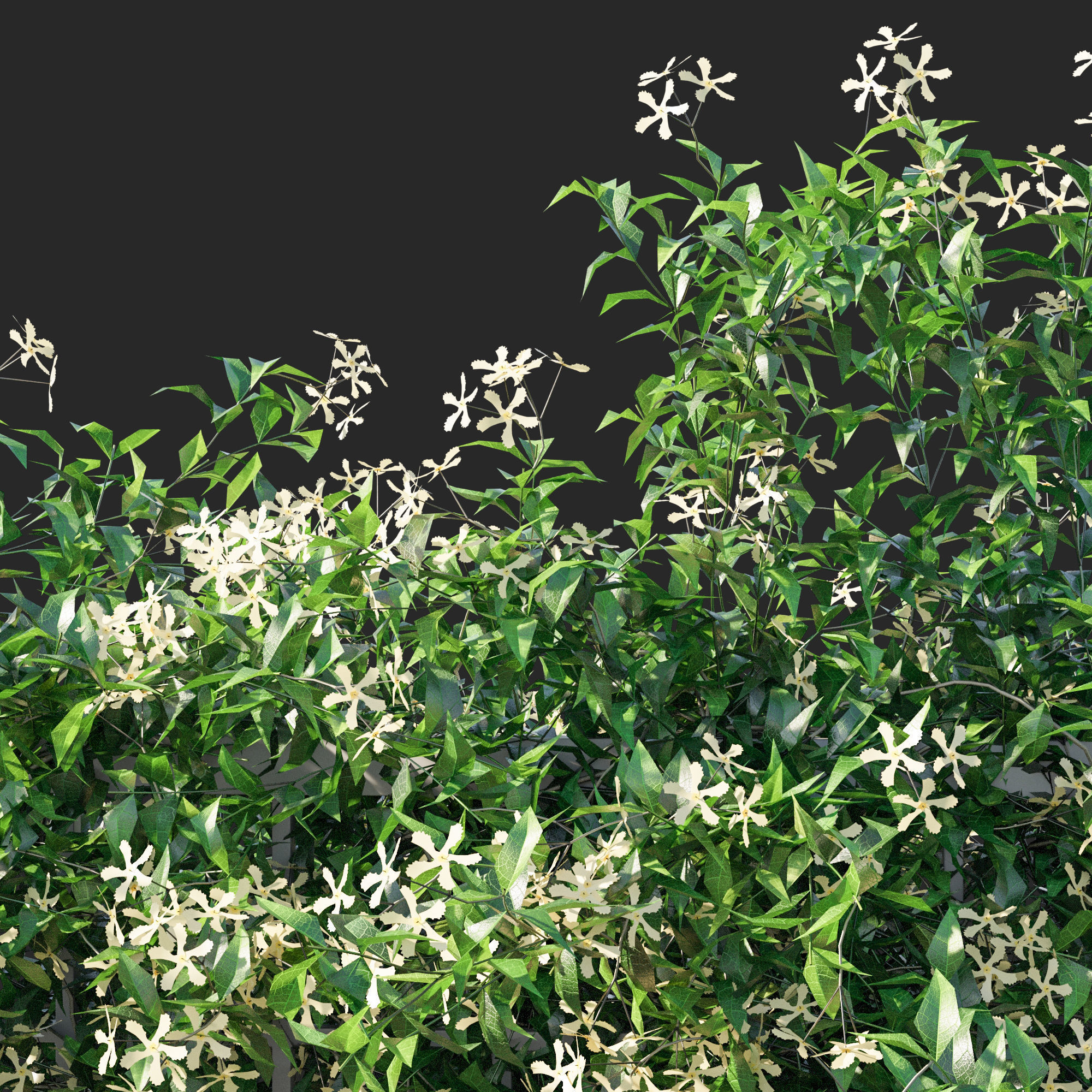 Trachelospermum Star Of Toscane Star Jasmine 02 3D model_2