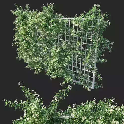 Trachelospermum Star Of Toscane Star Jasmine 02