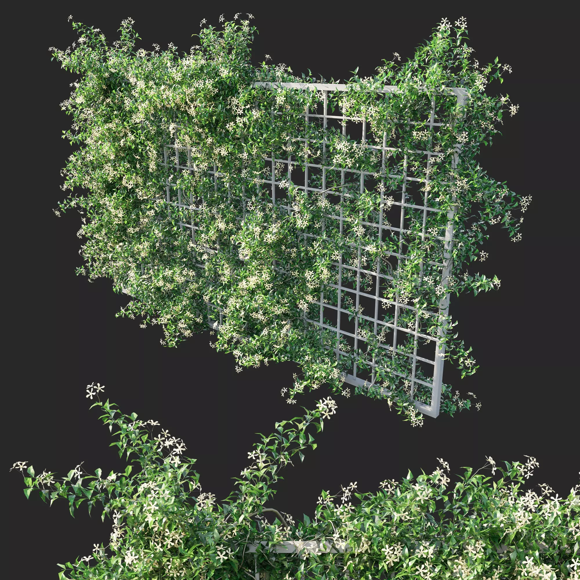 Trachelospermum Star Of Toscane Star Jasmine 02 3D model_0