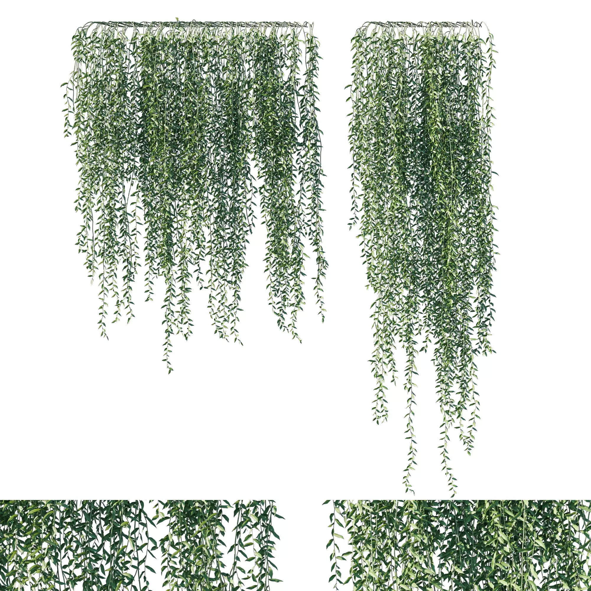 Vernonia Elliptica 03 3D model