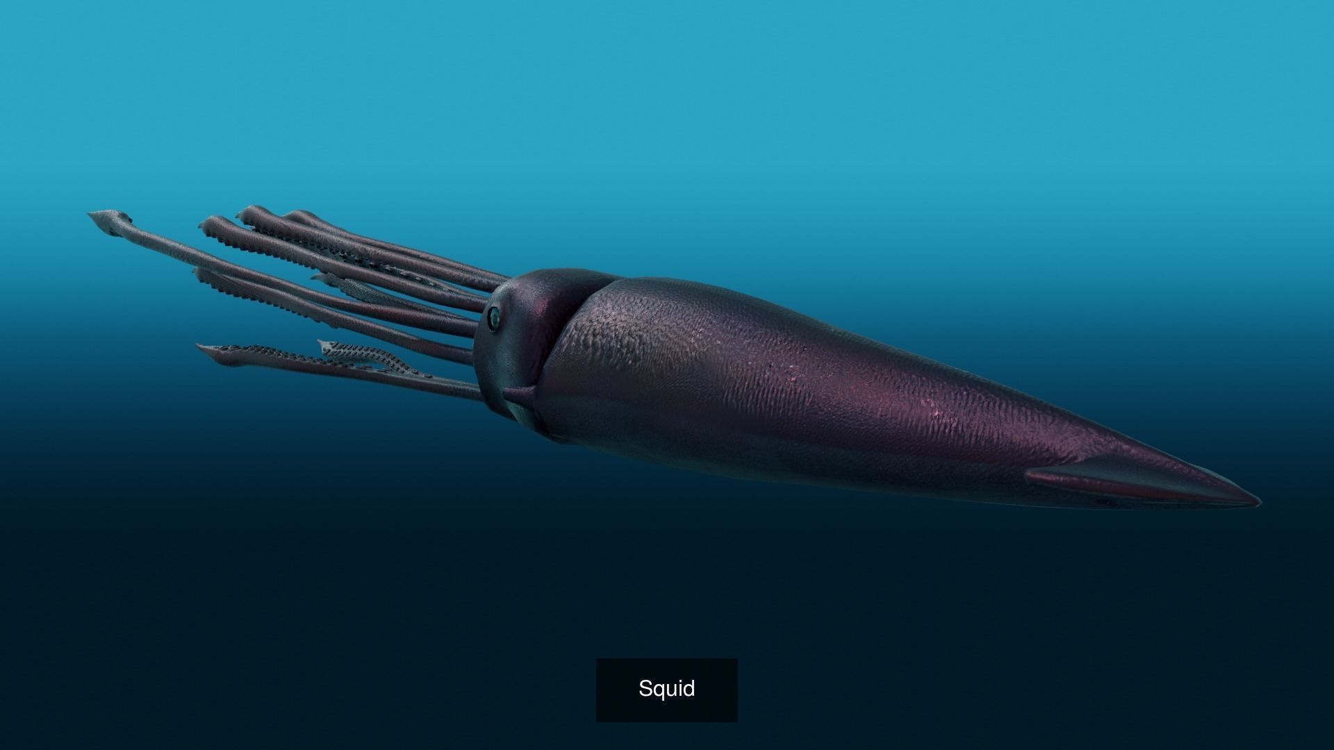 Sea creatures 3D Model Collection_8
