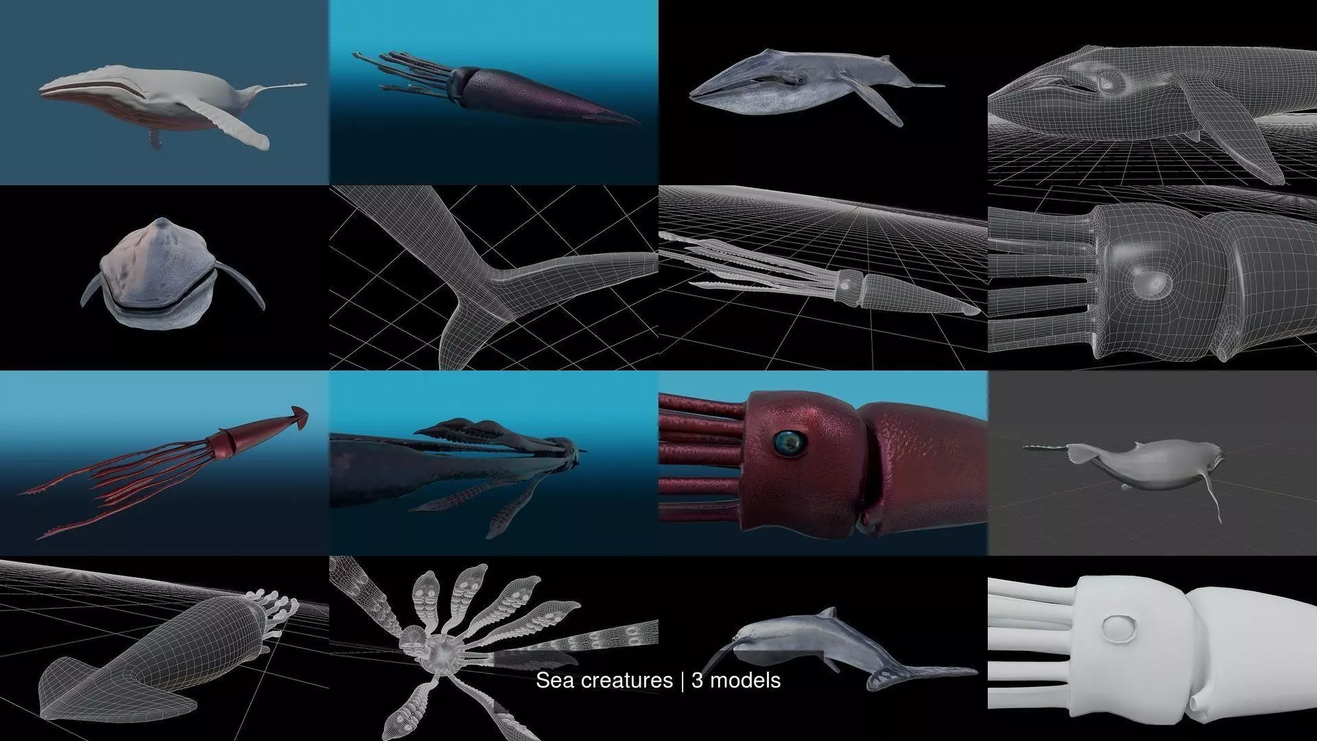 Sea creatures 3D Model Collection_0