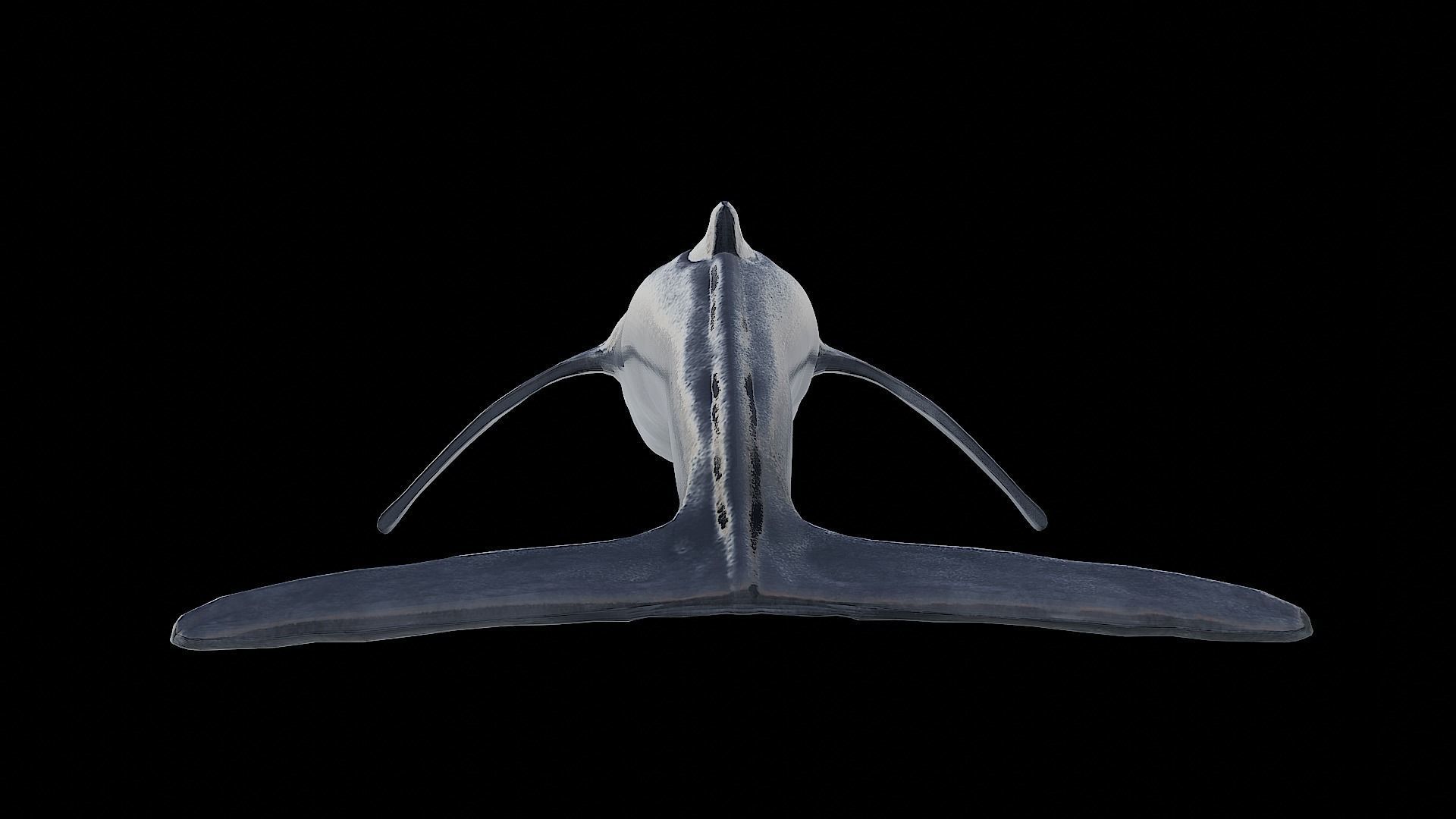 Sea creatures 3D Model Collection_7