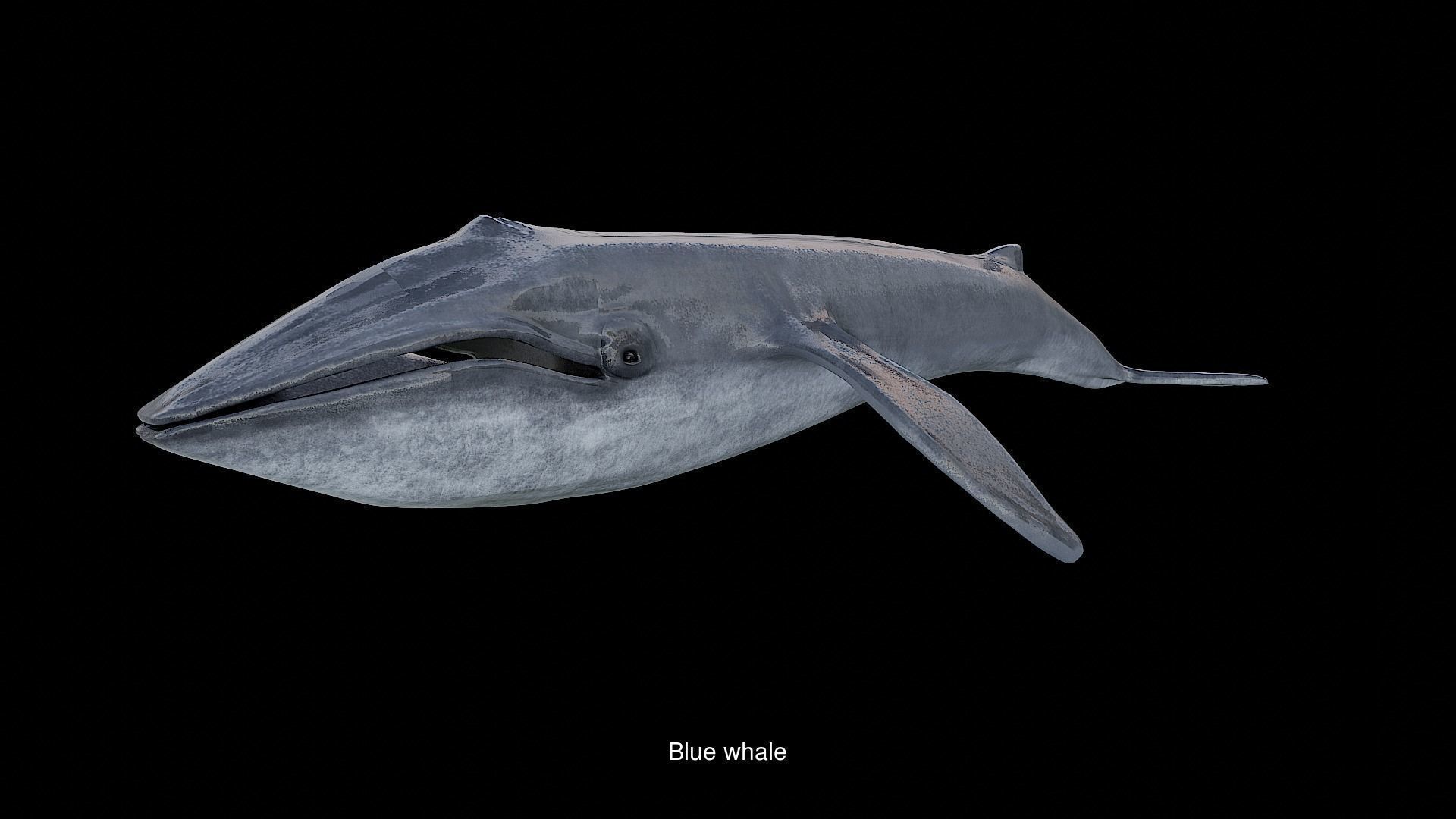 Sea creatures 3D Model Collection_1