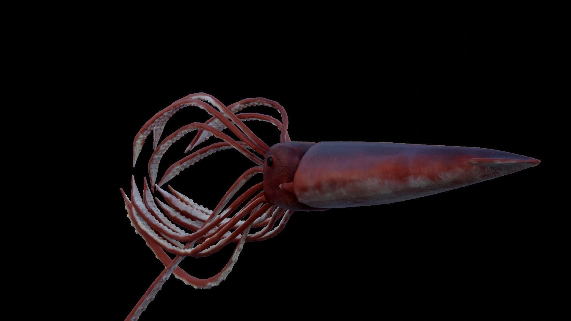 Sea creatures 3D Model Collection_3