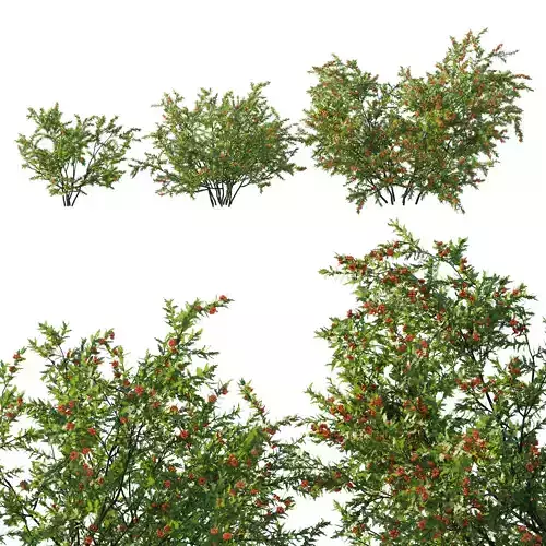 Littleleaf Sumac bush 3D model