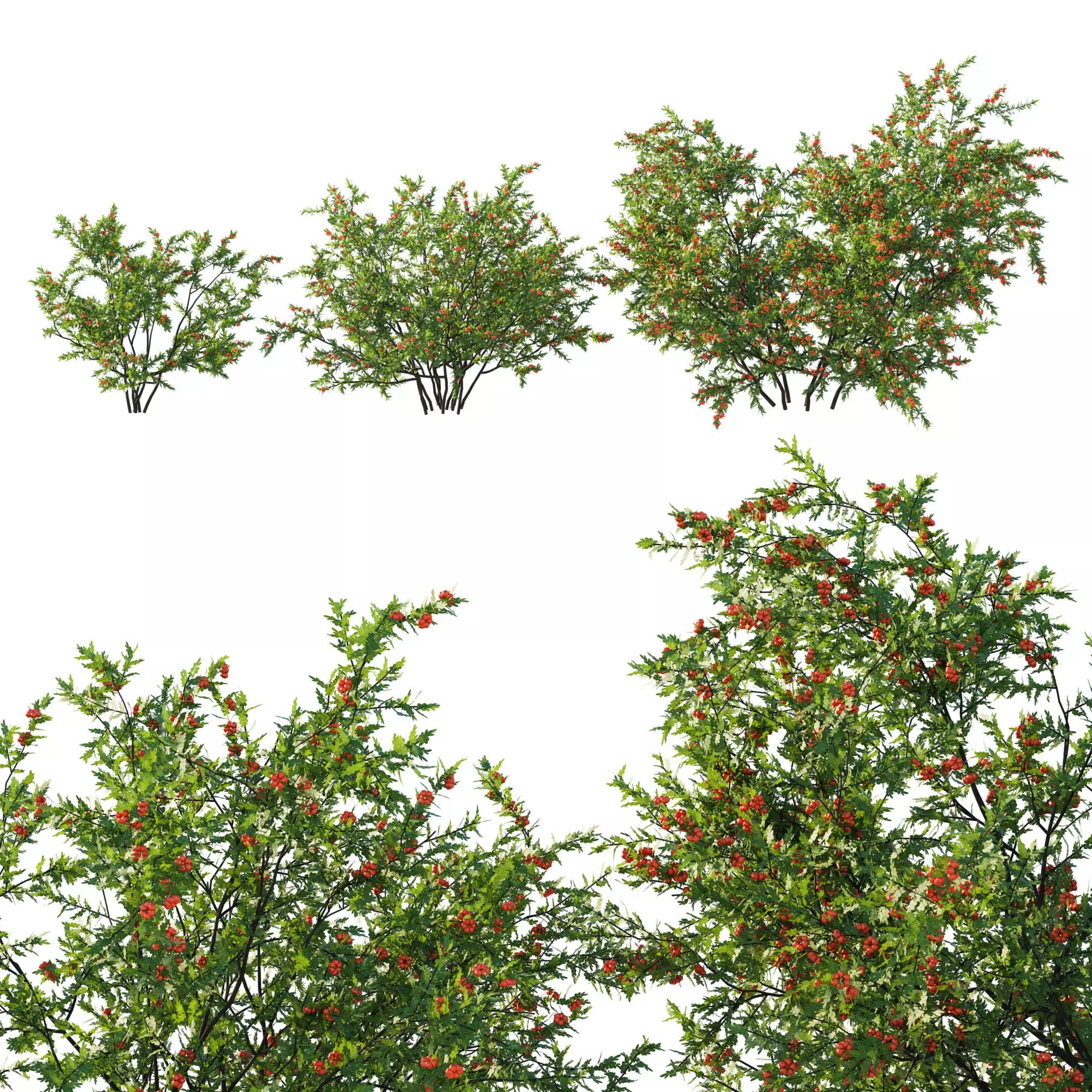 Littleleaf Sumac bush 3D model_0